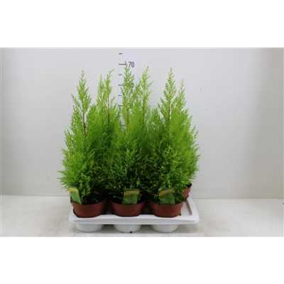 КИПАРИС Cupressus Wilma D17 H65 X6