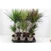 ДРАЦЕНА Dracaena Gemengd 30-10 D17 H75 X6