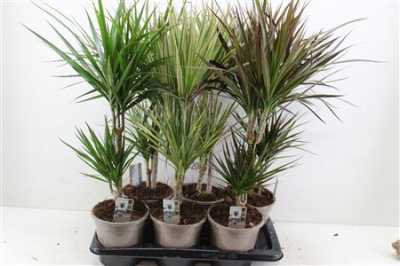 ДРАЦЕНА Dracaena Gemengd 30-10 D17 H75 X6