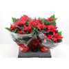 ЭУФОРБИЯ ЗВЕЗДА МИКС Euphorbia P Chr Feelings R D17 H X6