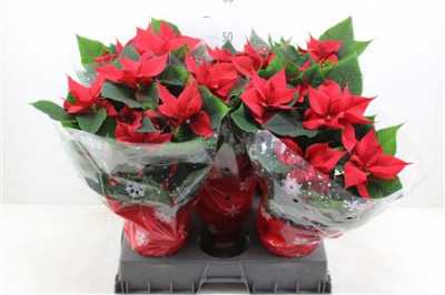 ЭУФОРБИЯ ЗВЕЗДА МИКС Euphorbia P Chr Feelings R D17 H X6
