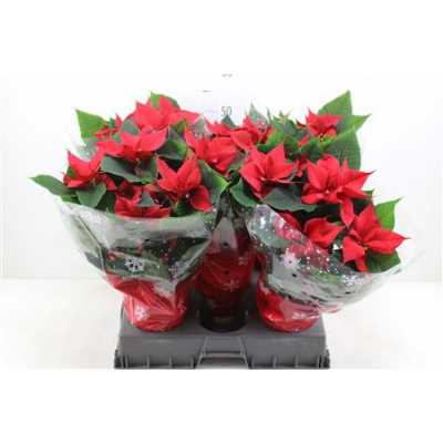 ЭУФОРБИЯ ЗВЕЗДА МИКС Euphorbia P Chr Feelings R D17 H X6