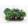ГАРДЕНИЯ Gardenia Jasminoides D13 H25 X6