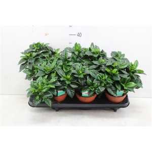 ГАРДЕНИЯ Gardenia Jasminoides D13 H25 X6