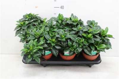 ГАРДЕНИЯ Gardenia Jasminoides D13 H25 X6