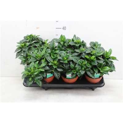 ГАРДЕНИЯ Gardenia Jasminoides D13 H25 X6