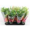 ЛИЛИЯ МИКС Lil Longi Florum 5pp D19 H50 X5