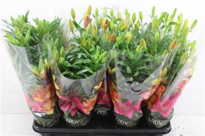 ЛИЛИЯ МИКС Lil Longi Florum 5pp D19 H50 X5