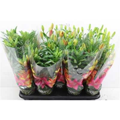 ЛИЛИЯ МИКС Lil Longi Florum 5pp D19 H50 X5