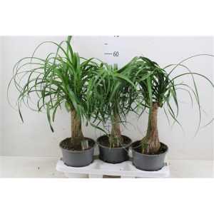 НОЛИНА Beaucarnea Recht 19 Cm Con D19 H55 X3