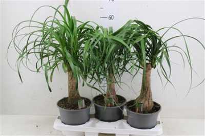 НОЛИНА Beaucarnea Recht 19 Cm Con D19 H55 X3
