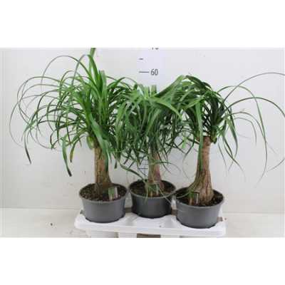 НОЛИНА Beaucarnea Recht 19 Cm Con D19 H55 X3