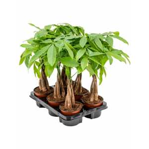ПАХИРА Pachira 12 Cm Gevlochten D12 H12 X9