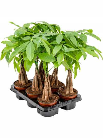 ПАХИРА Pachira 12 Cm Gevlochten D12 H12 X9