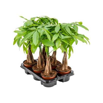 ПАХИРА Pachira 12 Cm Gevlochten D12 H12 X9