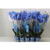 Phal Royal Blue 2 Tak D12 H75 X10