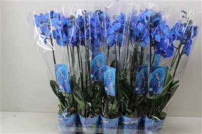 Phal Royal Blue 2 Tak D12 H75 X10
