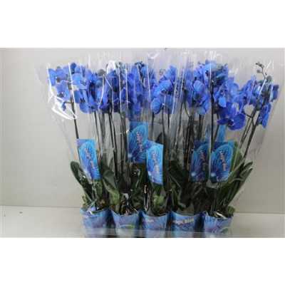 Phal Royal Blue 2 Tak D12 H75 X10