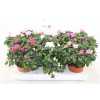 АЗАЛИЯ МИКС Rhododendron Si Gemengd D13 H30 X6