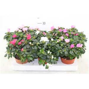 АЗАЛИЯ МИКС Rhododendron Si Gemengd D13 H30 X6