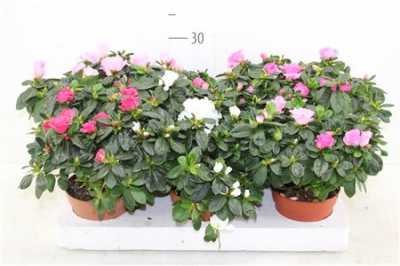 АЗАЛИЯ МИКС Rhododendron Si Gemengd D13 H30 X6