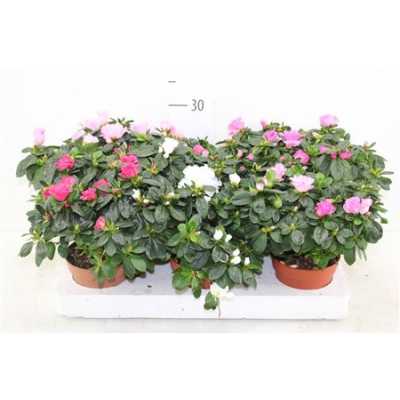 АЗАЛИЯ МИКС Rhododendron Si Gemengd D13 H30 X6