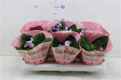ГЛОКСИНИЯ Sinningia Gemengd D12 H25 X6