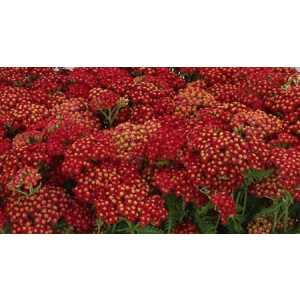 Achilea Red