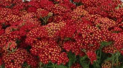 Achilea Red