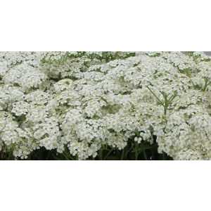 Achilea White