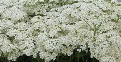 Achilea White