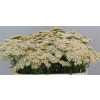 Achillea Cleopatra