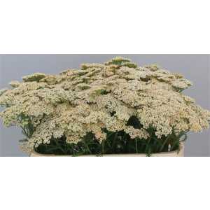 Achillea Cleopatra