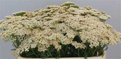 Achillea Cleopatra