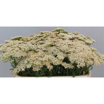 Achillea Cleopatra