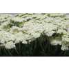 Achillea Creme