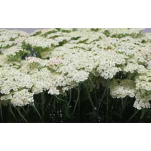 Achillea Creme