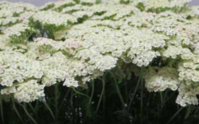 Achillea Creme