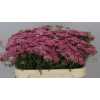 Achillea Daphne