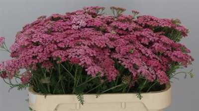 Achillea Daphne