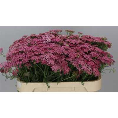 Achillea Daphne