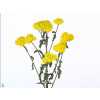 Achillea Moonshine