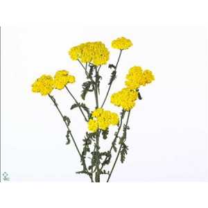 Achillea Moonshine