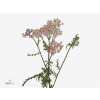 Achillea Pink Floyd