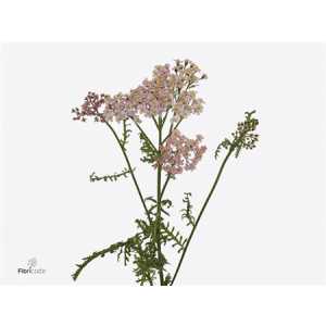 Achillea Pink Floyd