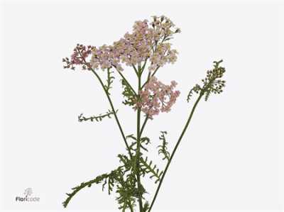 Achillea Pink Floyd