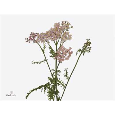 Achillea Pink Floyd