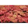 Achillea Red