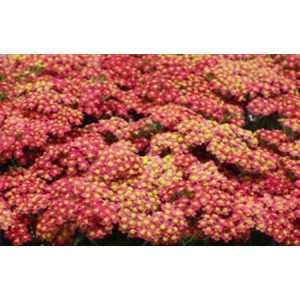 Achillea Red