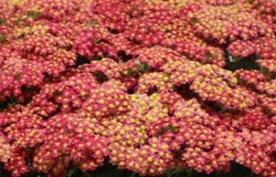 Achillea Red
